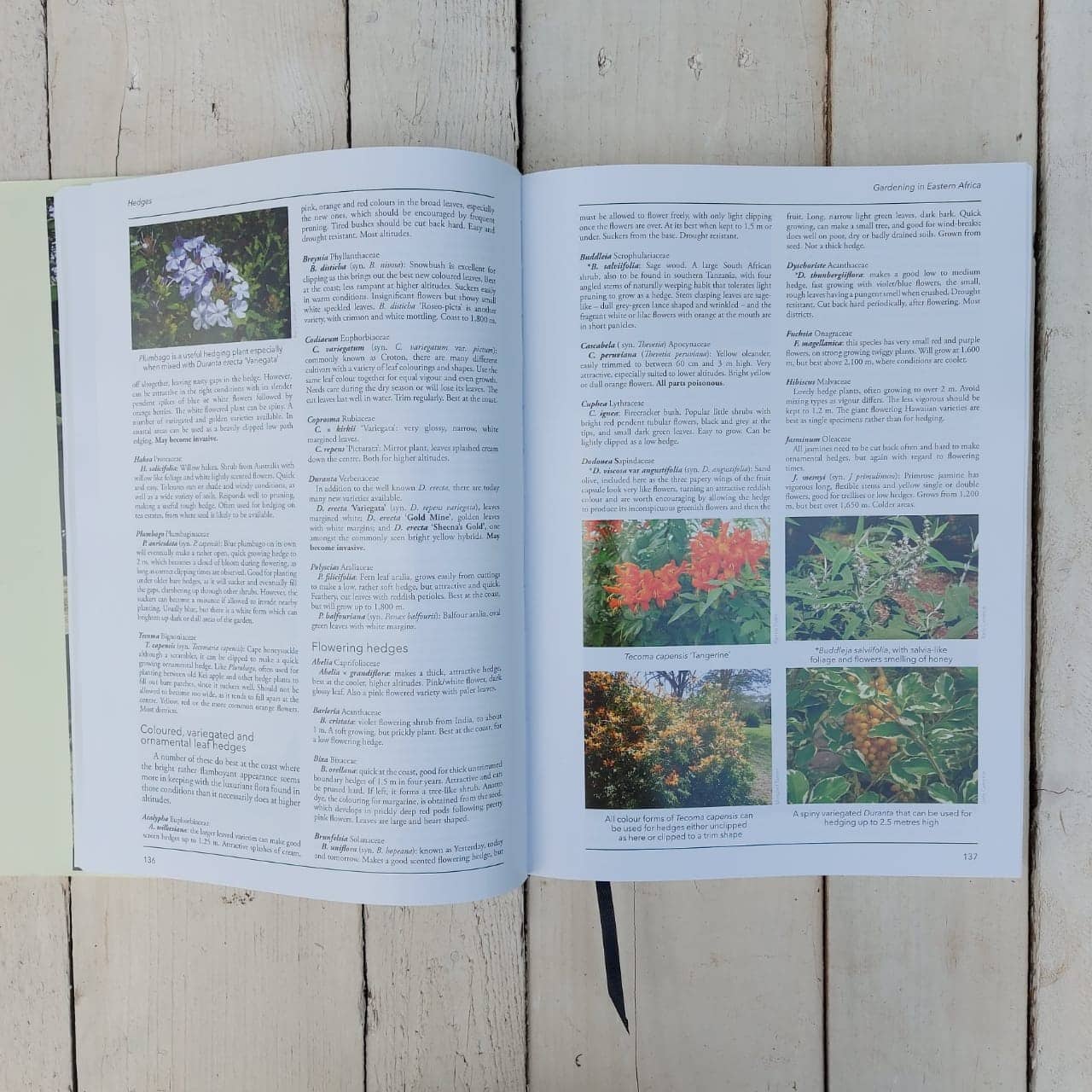 Gardening in E.A - Image 3