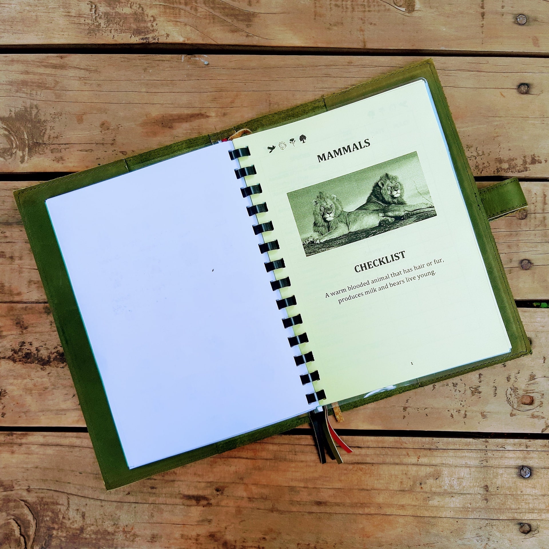 Safari Log - Image 5