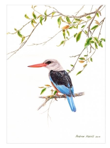 Painting - Grey headed kingfisher