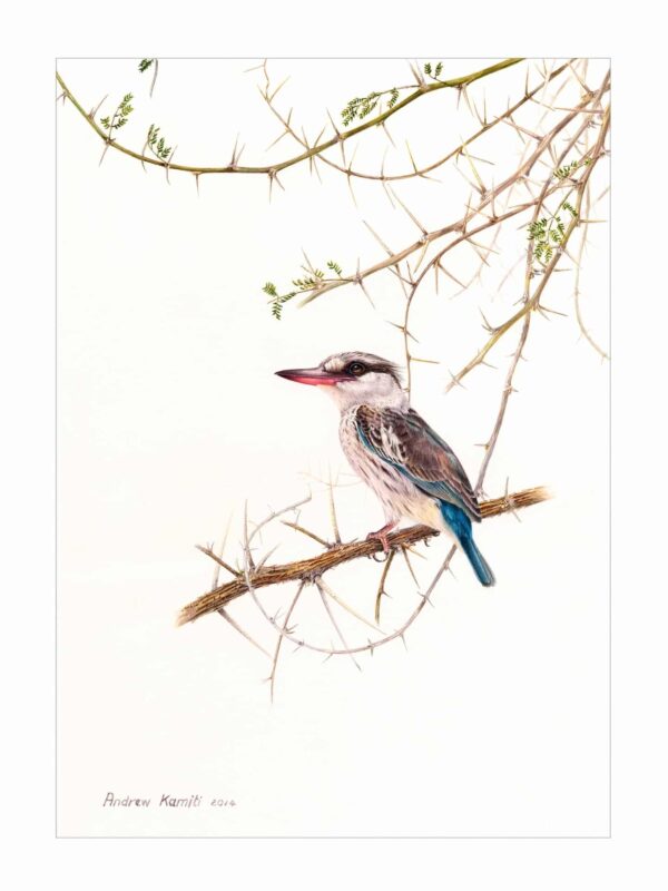Painting - Striped Kingfisher