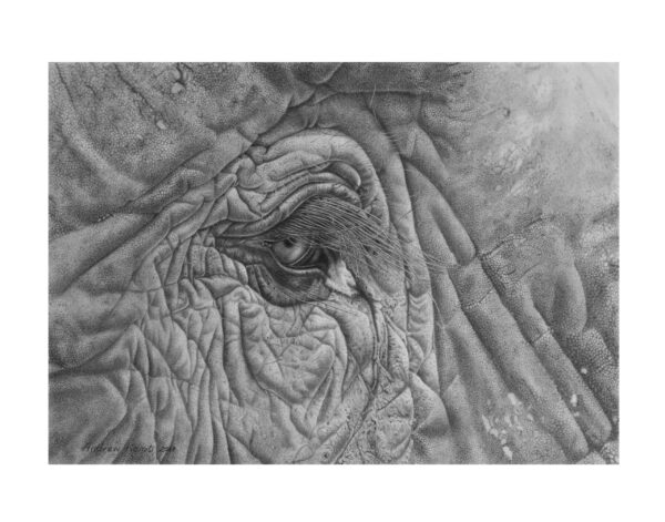 Painting - Thoughtful Matriarch ( Ele eye )