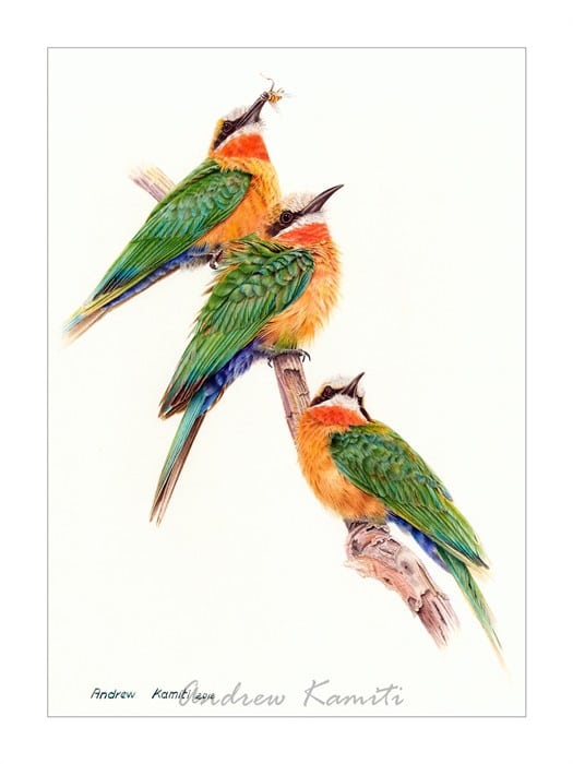 Painting - White Fronted Bee Eaters