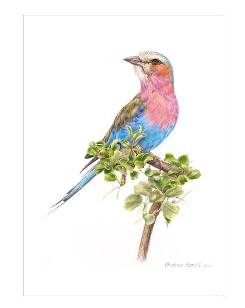 Painting - Lilac breasted roller
