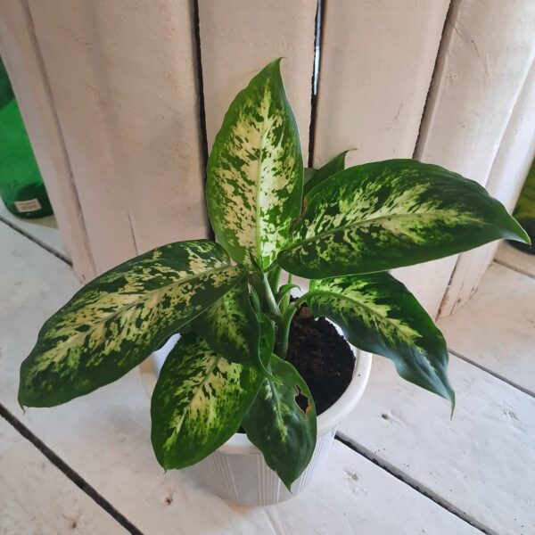Dieffenbachia