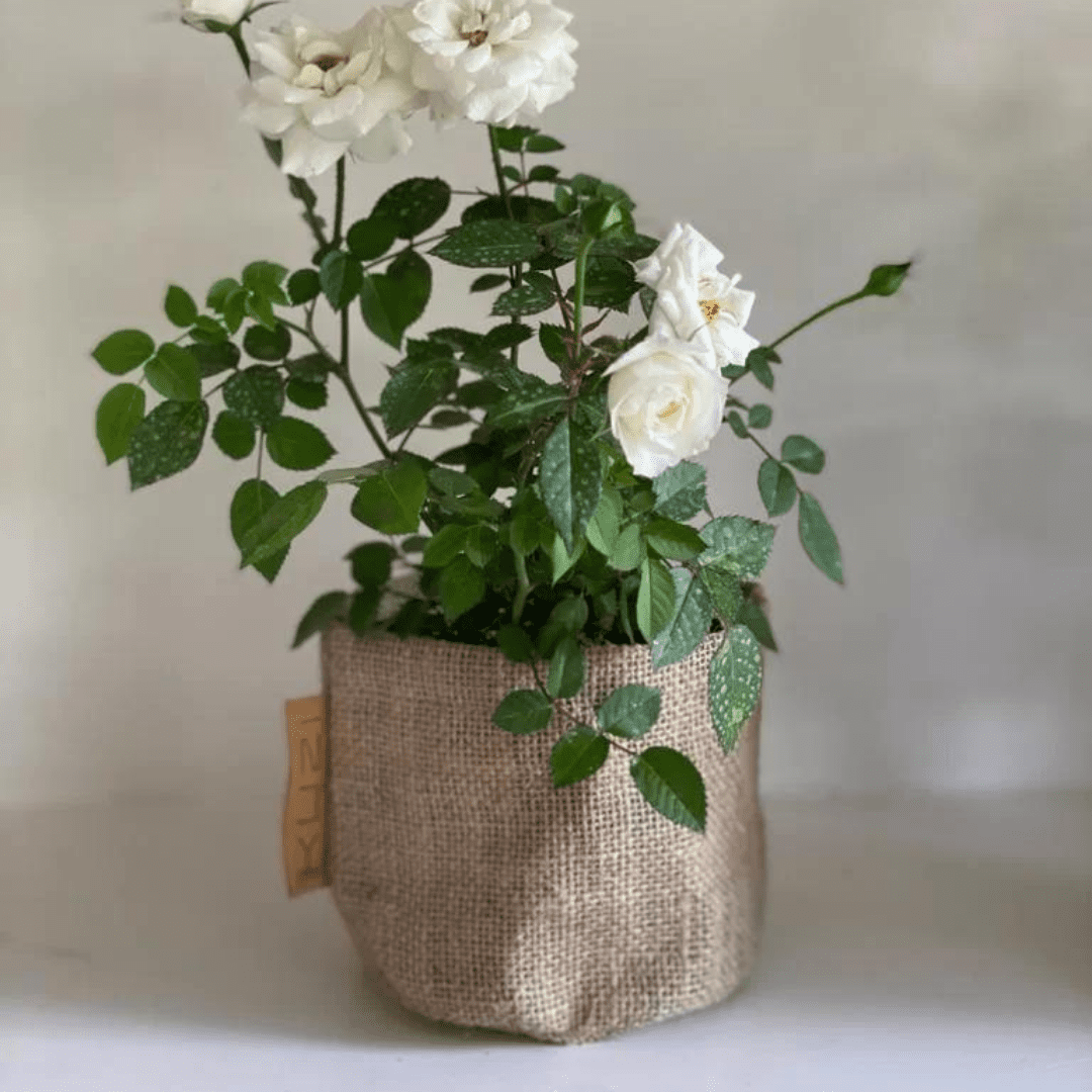 Hessian Planter L