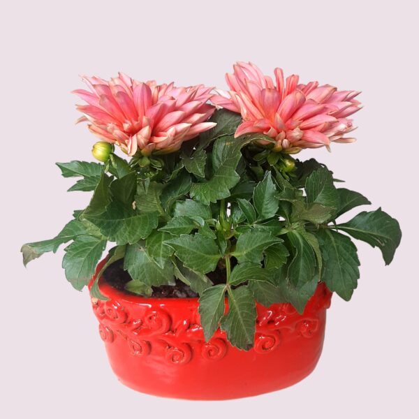 Peach Chrysanthemum