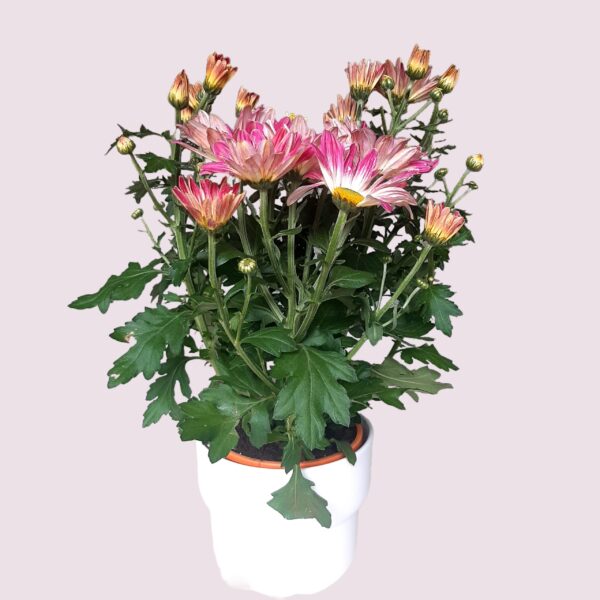 Pink chrysanthemum