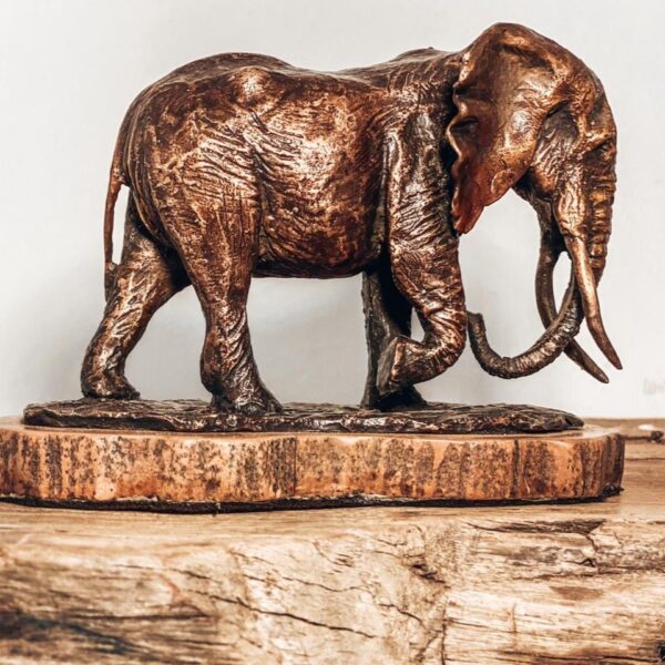 Elephant Medium - LL37