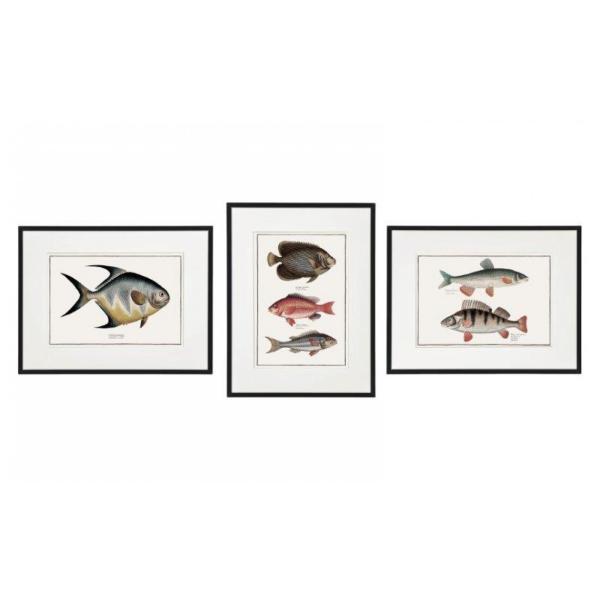 Framed Fish Wall Art, 40cm