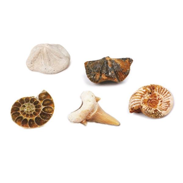 MAGNOIDZ Fossil Dig Kit - Image 3