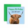 You Old Cow - Happy Birthday Card