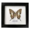 Framed Single Butterfly 12.5x12.5cm
