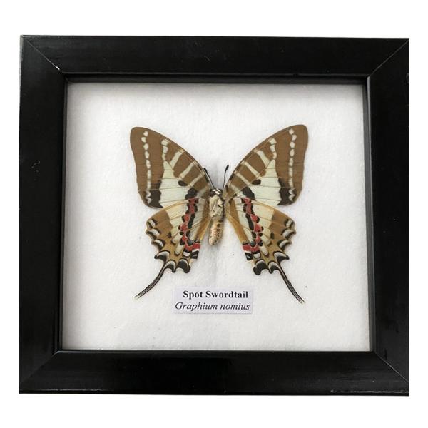 Framed Single Butterfly 12.5x12.5cm