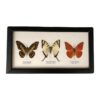 Framed 3 Butterflies 25x13x2cm