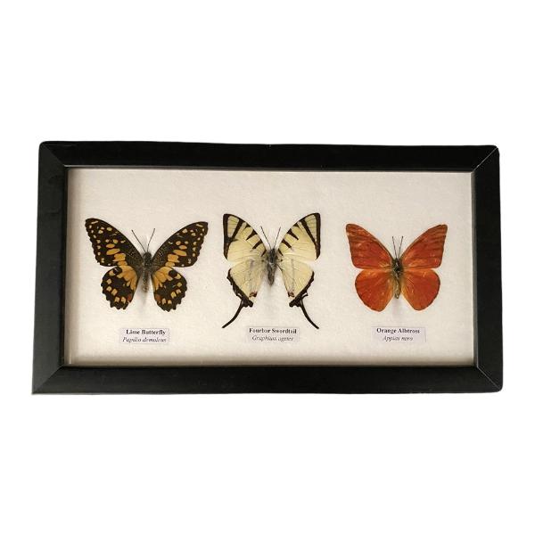 Framed 3 Butterflies 25x13x2cm
