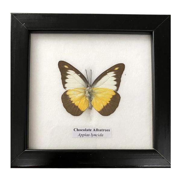 Framed Single Butterfly 12.5x12.5cm - Image 3
