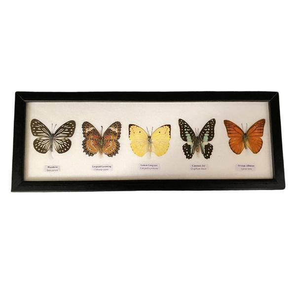 Framed 5 Butterflies 38x13x2cm