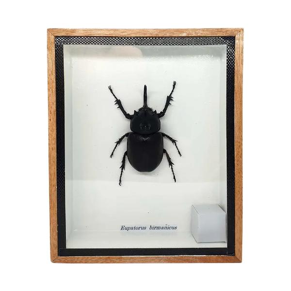 Framed Rabbit Head Beetle 12.5x15.1cm