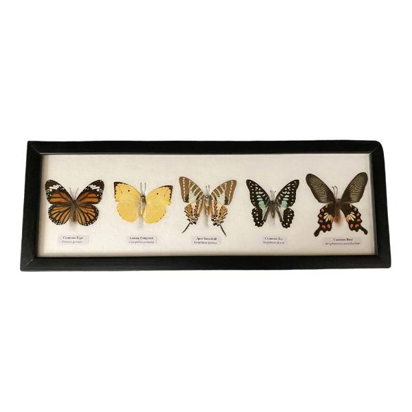 Framed 5 Butterflies 38x13x2cm - Image 3