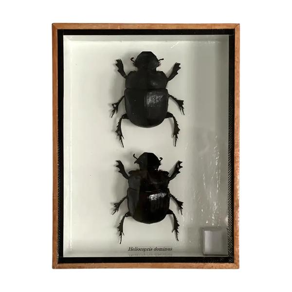 Framed Taxidermy Dung Beetle 20x15x5cm