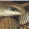 Photo Guide Snakes  and their Reptiles
