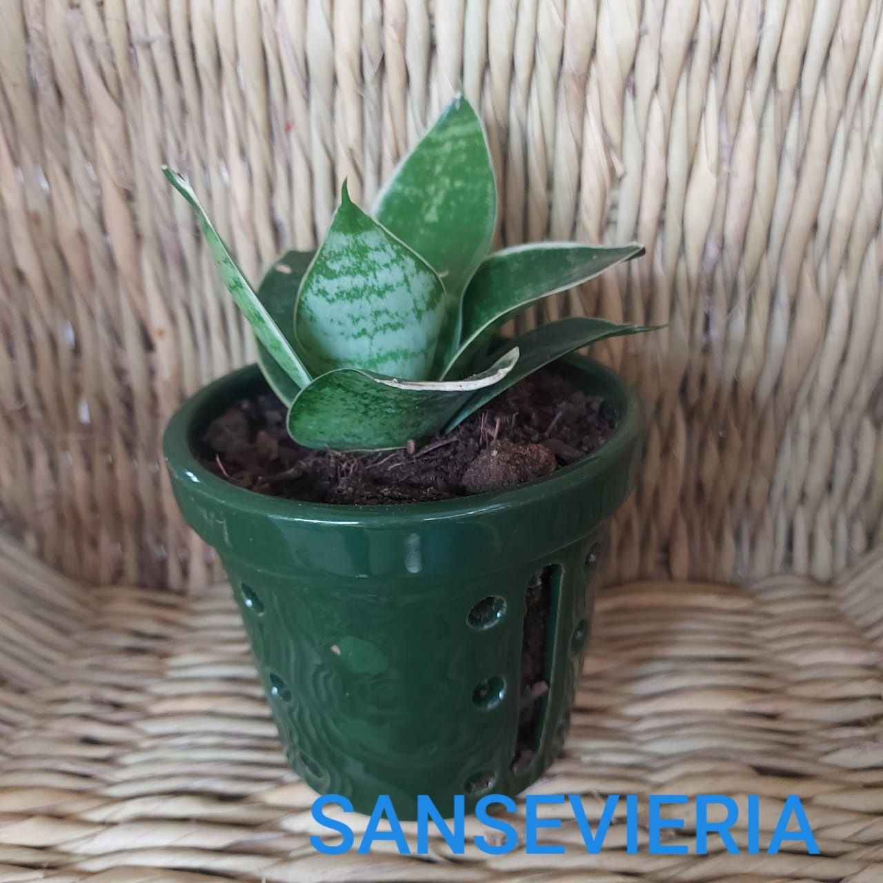 Sansevieria