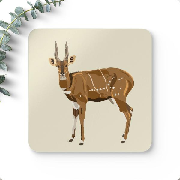 Coaster Bushbuck