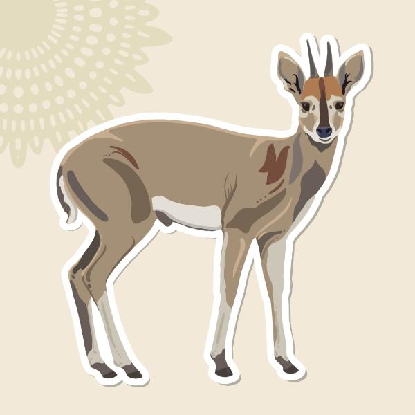 Sticker Duiker