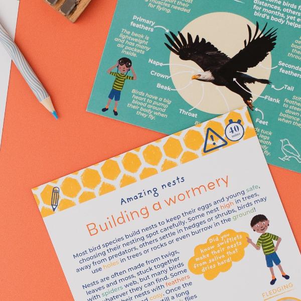 Secret Life Of Birds Eco Activity Kit & Sustainable Fun - Image 9
